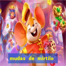 mudas de mirtilo em porto alegre